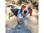 Adopt Rudy - Chino Hills Location a Beagle