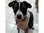 Adopt Santiago - Claremont Location a Border Collie, Labrador Retriever