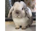 Adopt Peter - Claremont Location a Holland Lop