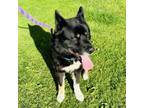 Adopt Baxter - Costa Mesa Location a Husky, Labrador Retriever