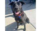 Adopt Jet (C000-072) -City of Industry Location a Black Labrador Retriever