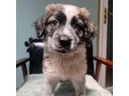 Adopt Moose a Border Collie, Mixed Breed