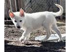 Adopt Reggie a Husky