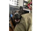 Adopt Finn a German Shepherd Dog