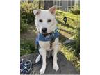 Adopt Olaf COURTESY POST a Jindo