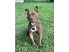 Adopt Marco - Pending Adoption a American Staffordshire Terrier