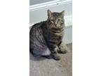 Adopt Juice a Domestic Short Hair