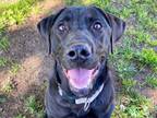 Adopt Banks a Labrador Retriever