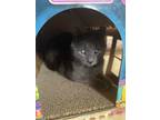 Adopt Woody a Domestic Short Hair