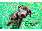 Adopt Ethan a Black Labrador Retriever, Dachshund