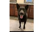 Adopt Kodak (New Digs) a German Shepherd Dog