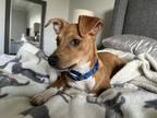 Adopt Jitterbug a Terrier