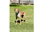 Adopt Bubba a Catahoula Leopard Dog, Boxer