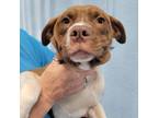 Adopt Travis a Pit Bull Terrier