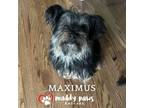 Adopt Maximus a Shih Tzu