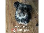 Adopt Maximus - No Longer Accepting Applications a Shih Tzu