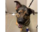 Adopt Duke a German Shepherd Dog