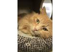 Adopt Jack a Domestic Long Hair, Domestic Short Hair