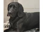 Adopt Poppy a Coonhound, Mixed Breed