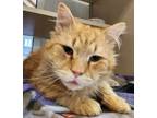 Adopt JJ a Domestic Medium Hair, Domestic Short Hair