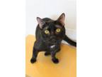 Adopt Tacoma a Domestic Short Hair