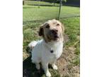 Adopt Colter a Shepherd, Mixed Breed