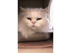 Adopt Yeti a Persian, Domestic Short Hair