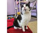 Adopt Bandit a Domestic Short Hair