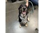 Adopt Han a Australian Cattle Dog / Blue Heeler