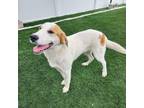 Adopt Yosemite a Hound, Great Pyrenees