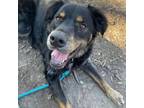 Adopt Dempsey a Mixed Breed