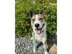 Adopt Carson a Cattle Dog, Mixed Breed