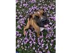 Adopt Ambrose a Boxer