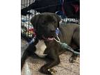 Adopt Maurice - Beauty and the Beast litter a Pit Bull Terrier