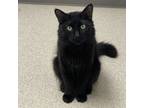 Adopt Raven a Domestic Long Hair