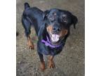 Adopt Handsome Hansel a Rottweiler