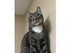 Adopt Barbosa a Domestic Short Hair