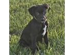 Adopt Remi a German Shorthaired Pointer, Labrador Retriever