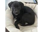 Adopt Charlie a German Shorthaired Pointer, Labrador Retriever