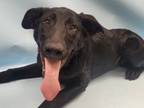 Adopt Cow a German Shepherd Dog, German Shorthaired Pointer