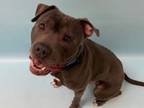 Adopt Astro a Staffordshire Bull Terrier, Mixed Breed