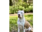 Adopt Baby Boi a Pit Bull Terrier