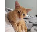 Adopt Otto a Domestic Short Hair