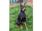 Adopt Nico a Doberman Pinscher