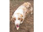 Adopt Chance a Australian Shepherd