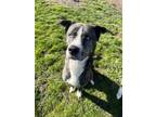 Adopt Marshall a Plott Hound, Husky