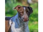 Adopt Bentley a English Pointer