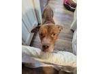 Adopt Pako a Pit Bull Terrier