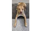 Adopt Biscotti a Mixed Breed
