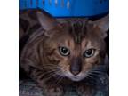 Adopt Elvis a Bengal